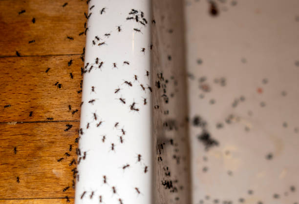 Spider Control Near Me in South Monrovia Island, CA